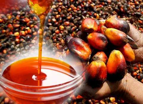 adulteration of palm oil