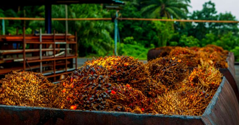 how palm oil is processed